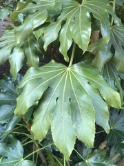 Fatsia japonica