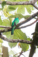 Pharomachrus auriceps auriceps