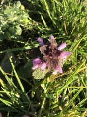 Lamium purpureum