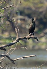 Phalacrocorax fuscicollis