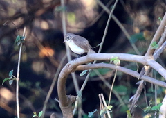 Ficedula