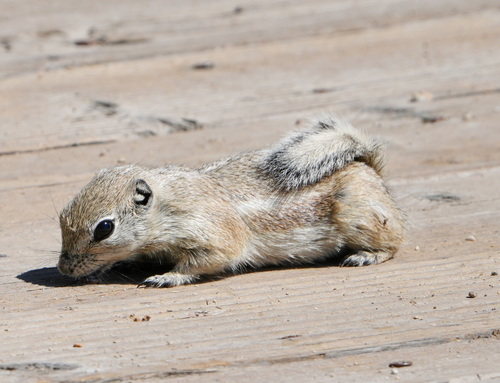 Nelson's Antelope Squirrel observed by proebstw