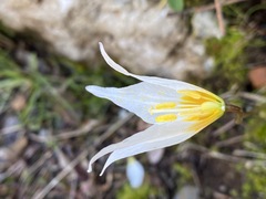 Erythronium shastense