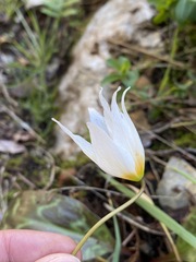 Erythronium shastense