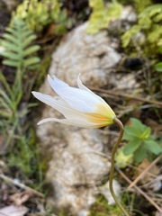 Erythronium shastense