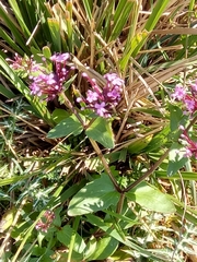 Image of Fedia graciliflora