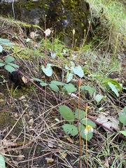 Erythronium shastense
