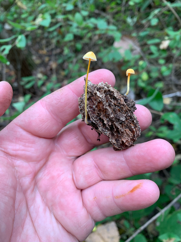 iNaturalist observation photo of Walnut Mycena