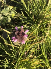 Lamium purpureum