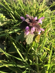 Lamium purpureum