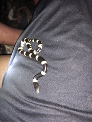 Rhinocheilus antonii