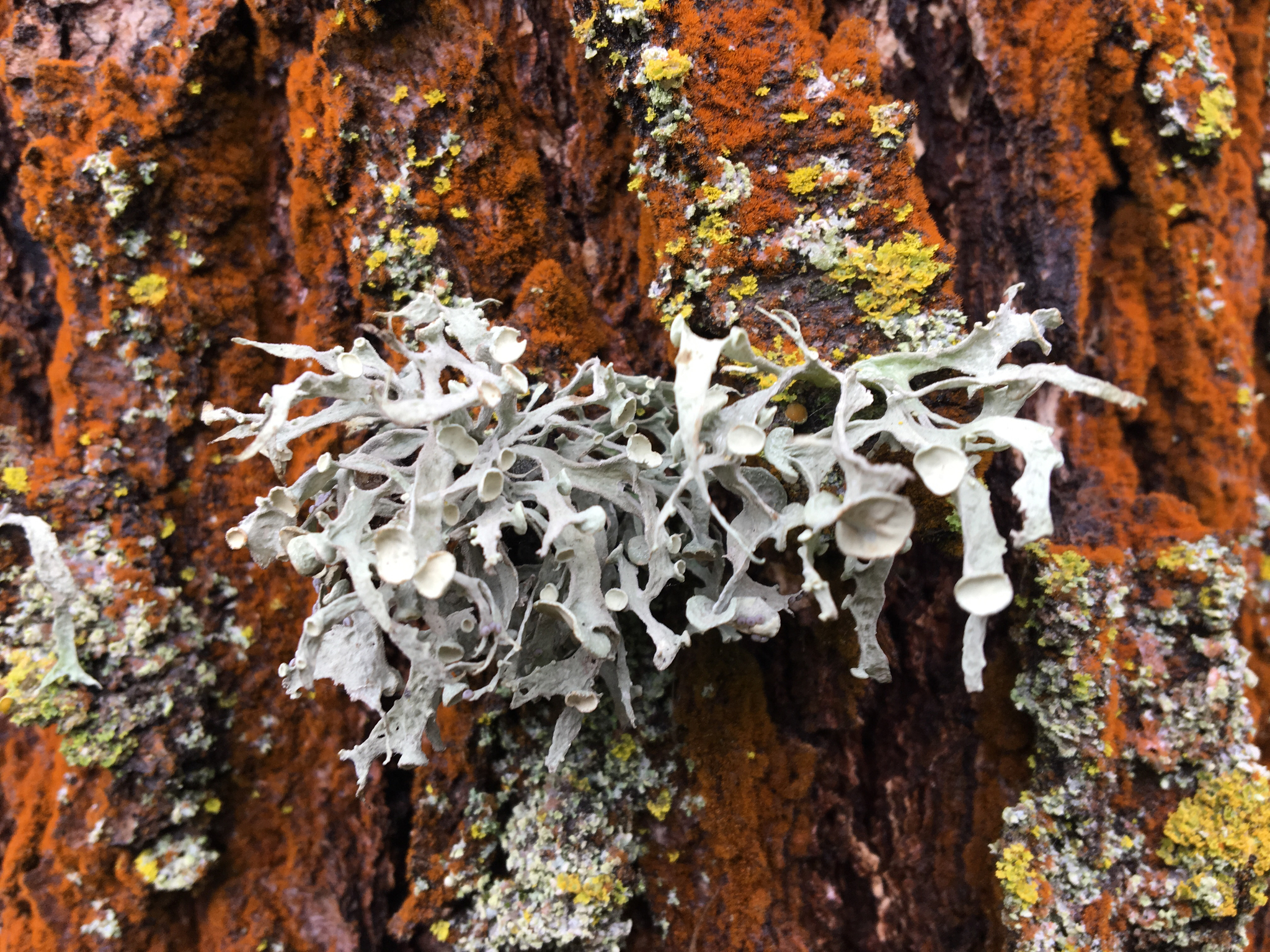 Ramalina image