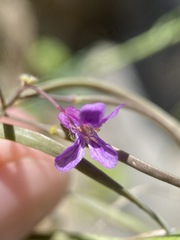 Boechera breweri shastaensis