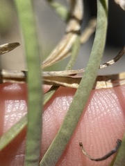 Boechera breweri shastaensis