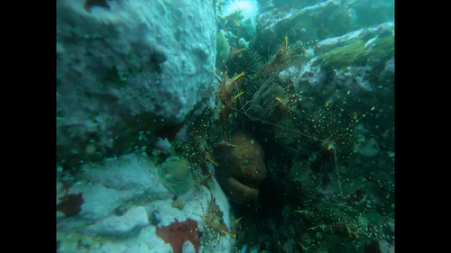 Low Fin Moray