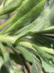 Boechera breweri shastaensis