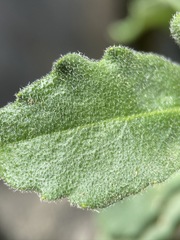 Boechera breweri shastaensis