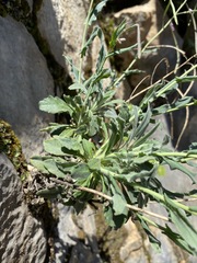 Boechera breweri shastaensis