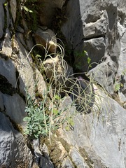 Boechera breweri shastaensis