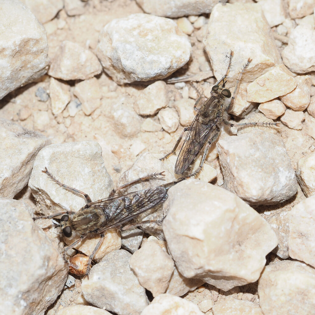 Antiphrisson trifarius