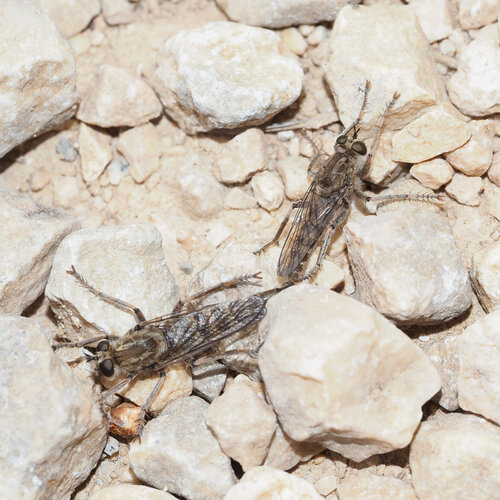 Antiphrisson trifarius