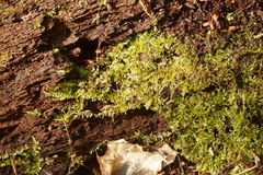 Drummondia prorepens