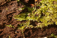 Drummondia prorepens