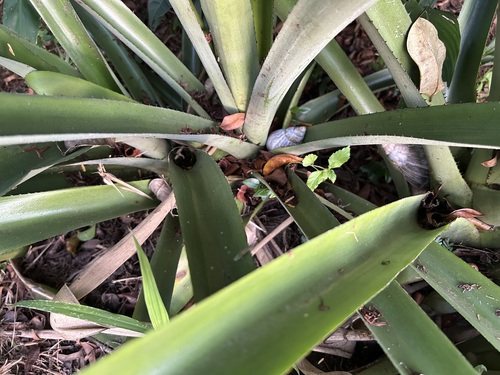 Lissachatina immaculata