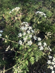 Anthriscus sylvestris