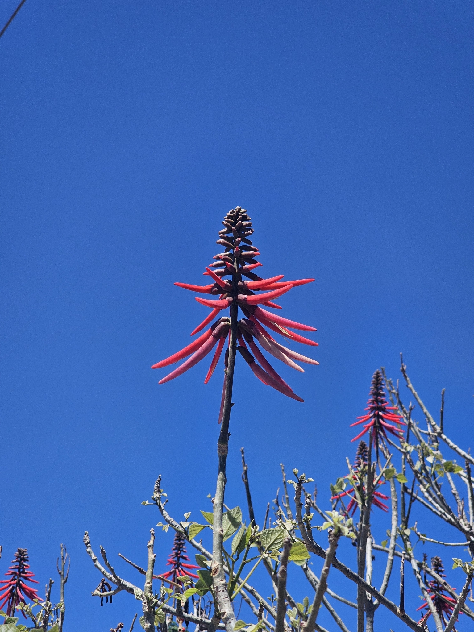 Foto de Erythrina americana Mill.