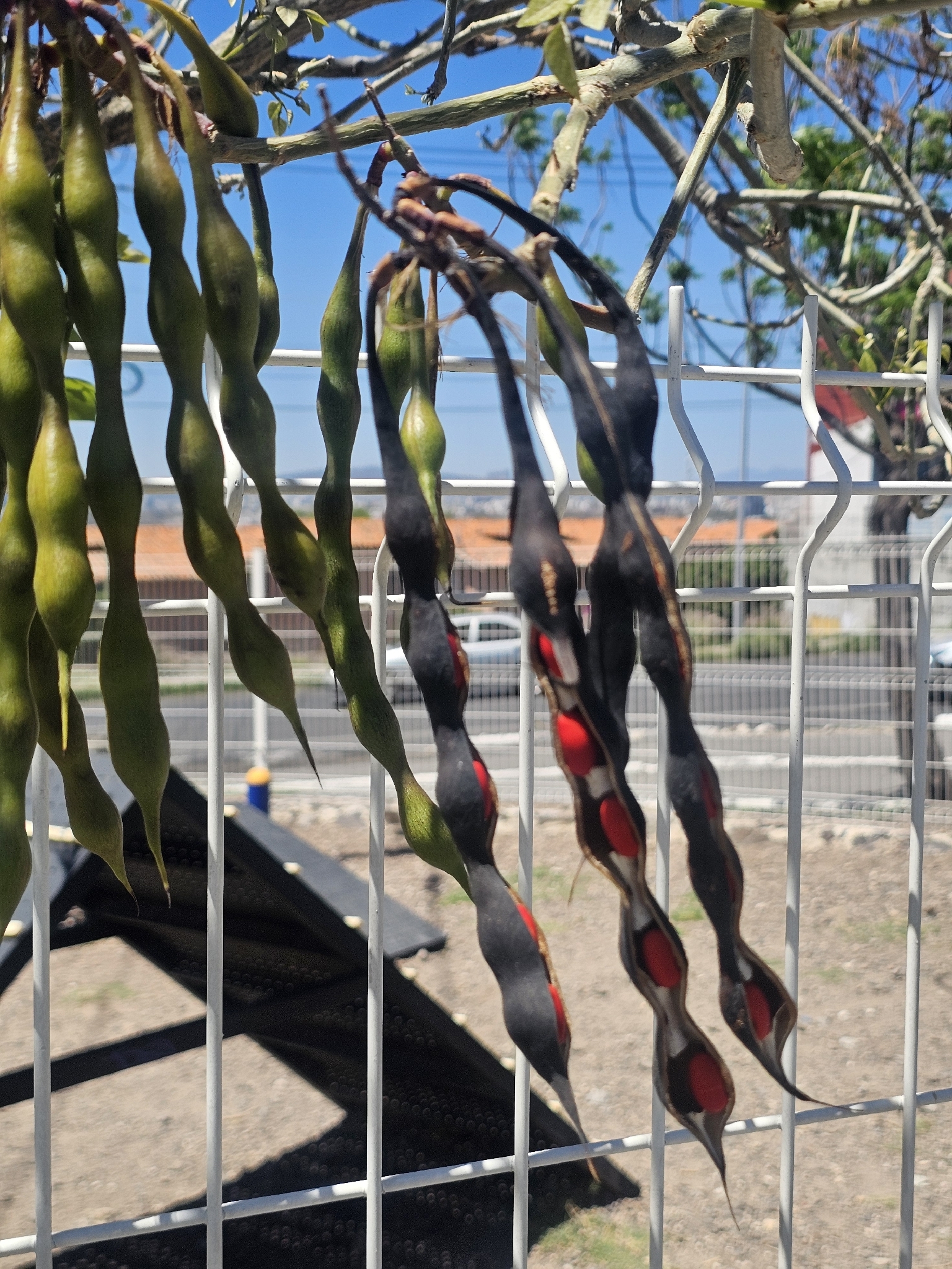 Foto de Erythrina americana Mill.
