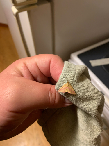 iNaturalist observation photo of Chickweed Geometer Moth
