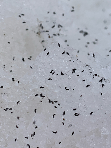 iNaturalist observation photo of Hypogastrura