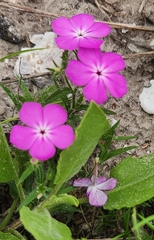 Phlox glabriflora