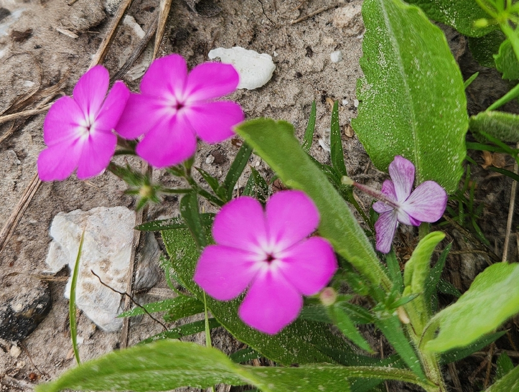 Phlox glabriflora; photograph (c) Jackie T, some rights reserved (CC BY)