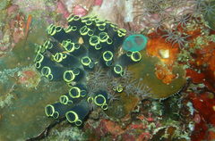 Clavelina robusta