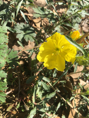 Calylophus