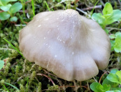 Entoloma clypeatum