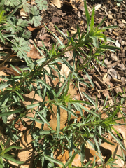 Calylophus