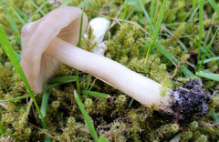 Entoloma clypeatum