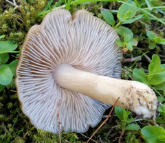 Entoloma clypeatum