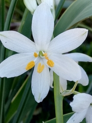 Anthericum baeticum image