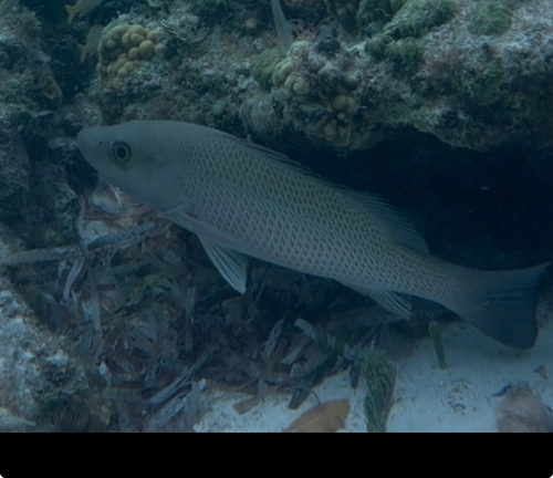 Lutjanus griseus