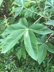 Aesculus pavia flavescens