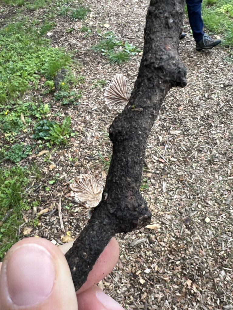 Schizophyllum commune · April 2026 · photo: © phillymycobeth (iNaturalist, cc0)