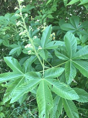 Aesculus pavia flavescens