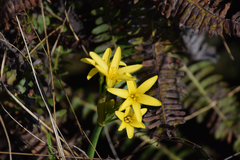 Cyrtanthus breviflorus