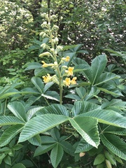 Aesculus pavia flavescens