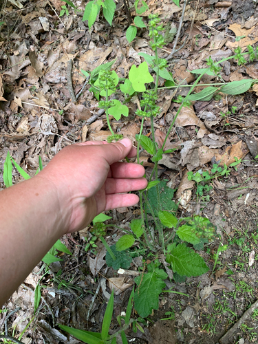 iNaturalist observation photo of lyreleaf sage
