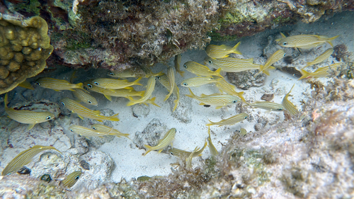Haemulon flavolineatum